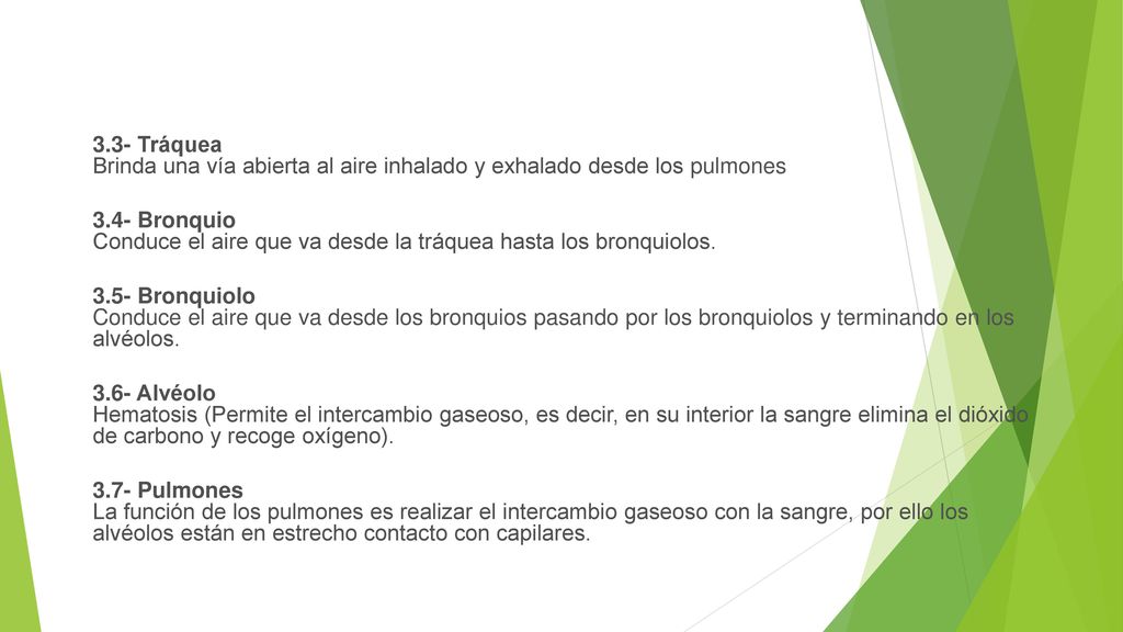 3.3- Tráquea Brinda una vía abierta al aire inhalado y exhalado desde los pulmones