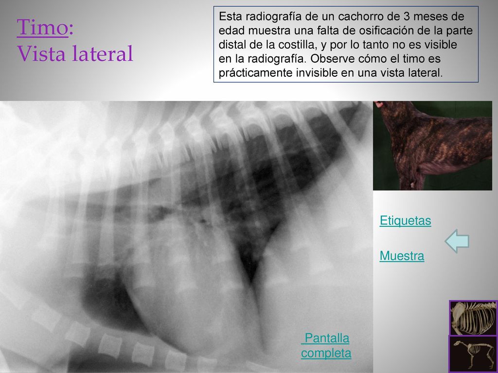 Timo: Vista lateral Etiquetas Muestra Pantalla completa