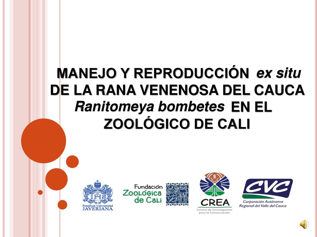 ex situ MANEJO Y REPRODUCCIÓN ex situ DE LA RANA VENENOSA DEL CAUCA Ranitomeya bombetes EN EL ZOOLÓGICO DE CALI.