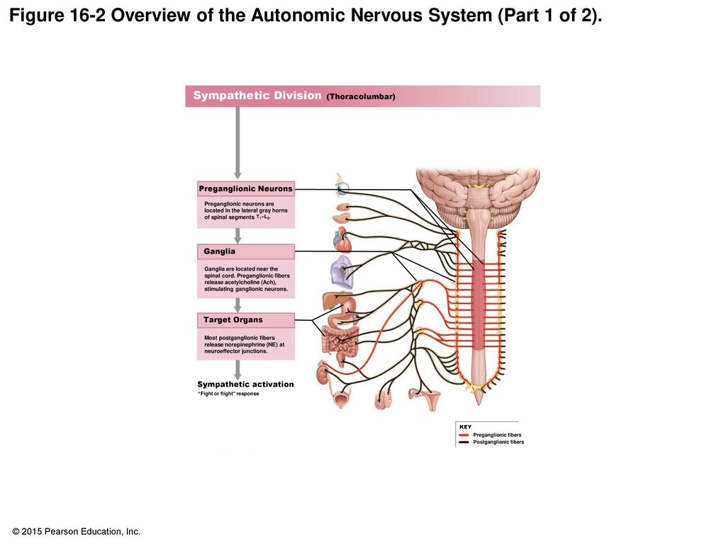 Figure 16-2 Overview of the Autonomic Nervous System (Part 1 of 2).