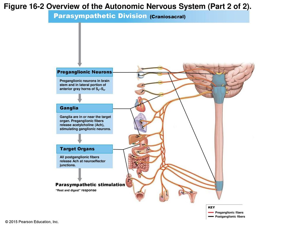 Figure 16-2 Overview of the Autonomic Nervous System (Part 2 of 2).