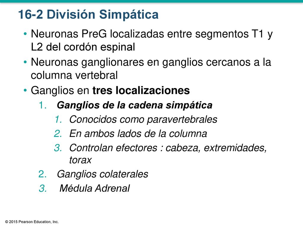 16-2 División Simpática Neuronas PreG localizadas entre segmentos T1 y L2 del cordón espinal.
