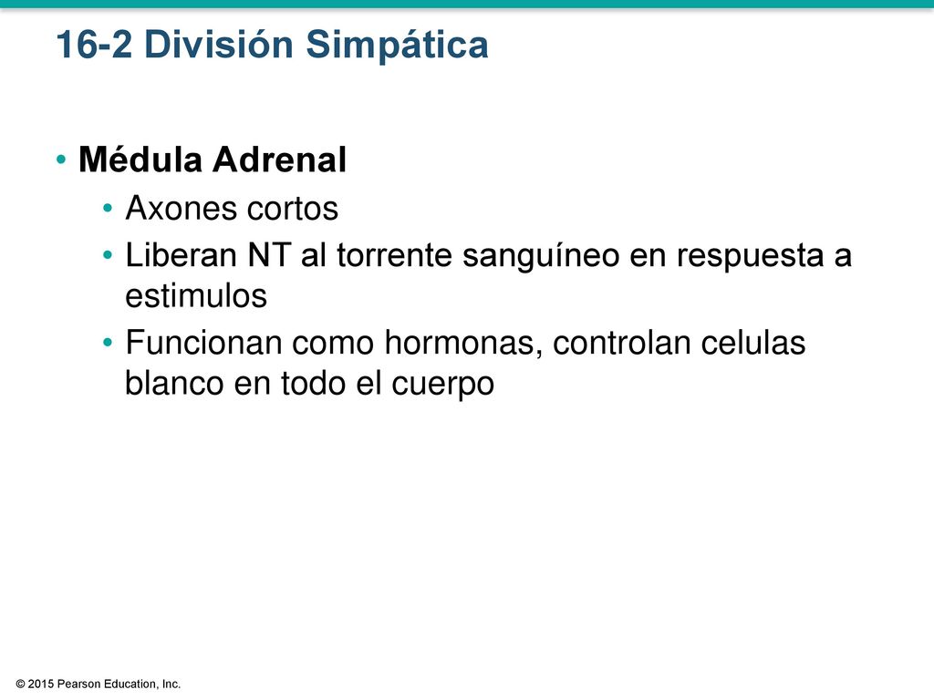 16-2 División Simpática Médula Adrenal Axones cortos
