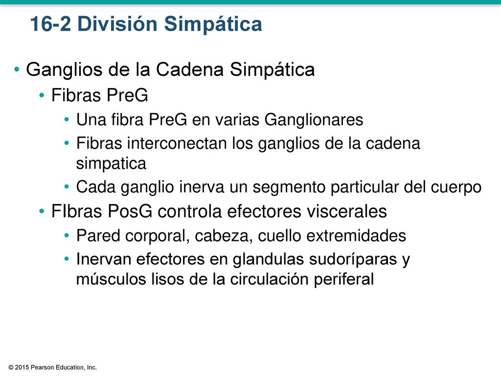 16-2 División Simpática Ganglios de la Cadena Simpática Fibras PreG