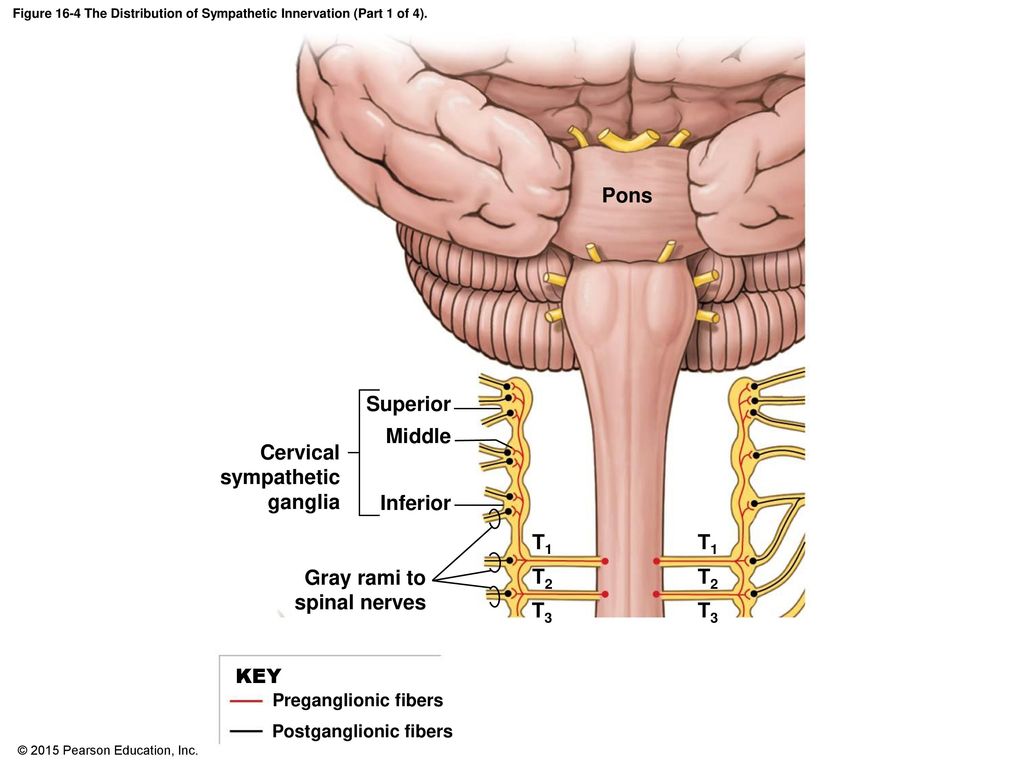 Figure 16-4 The Distribution of Sympathetic Innervation (Part 1 of 4).