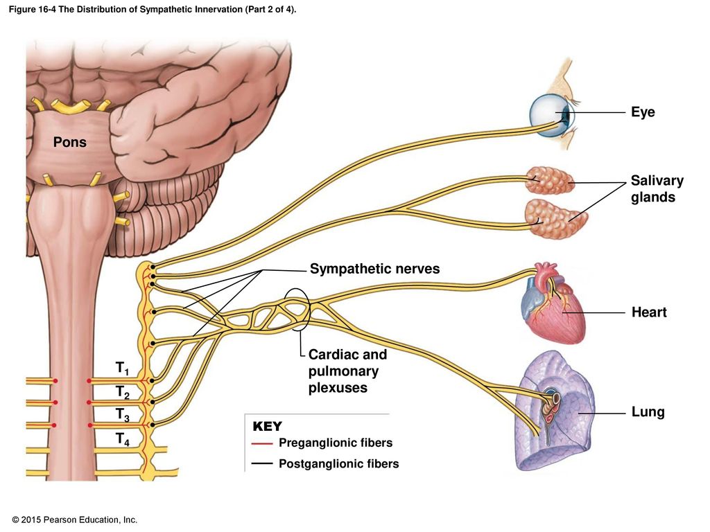 Figure 16-4 The Distribution of Sympathetic Innervation (Part 2 of 4).