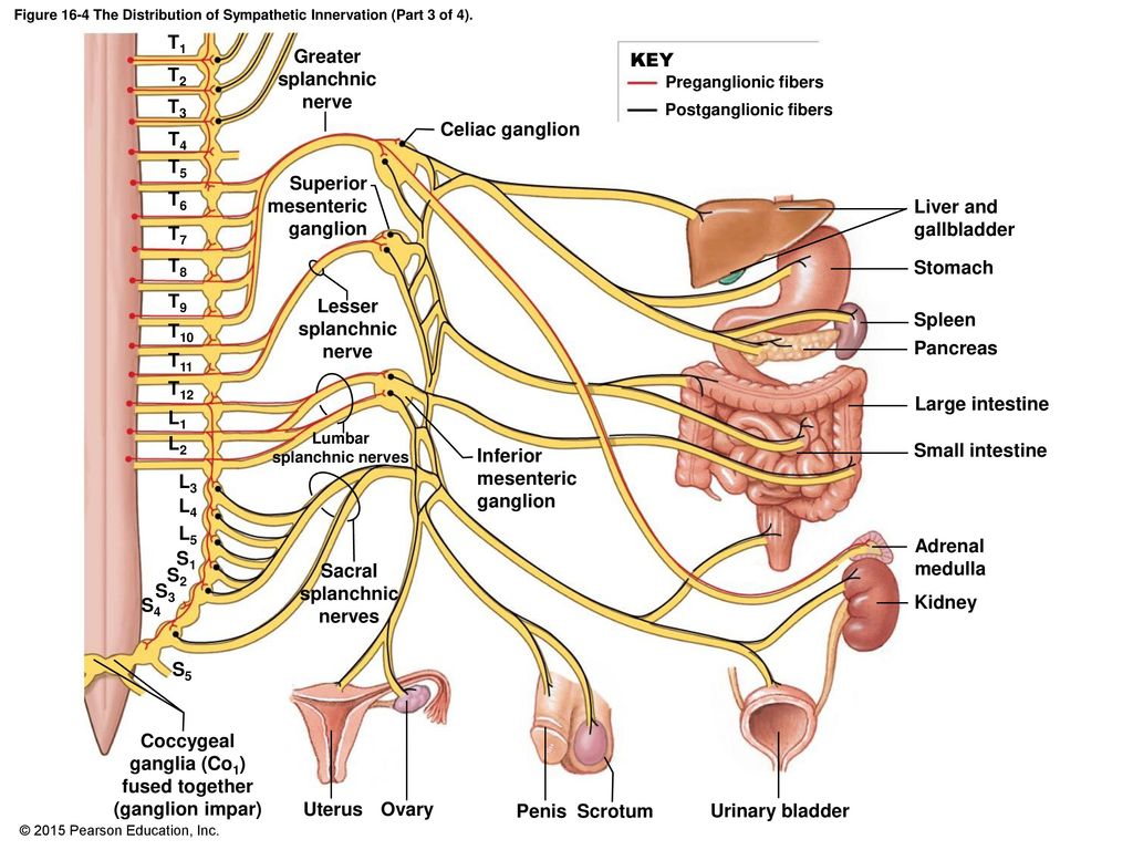 Figure 16-4 The Distribution of Sympathetic Innervation (Part 3 of 4).