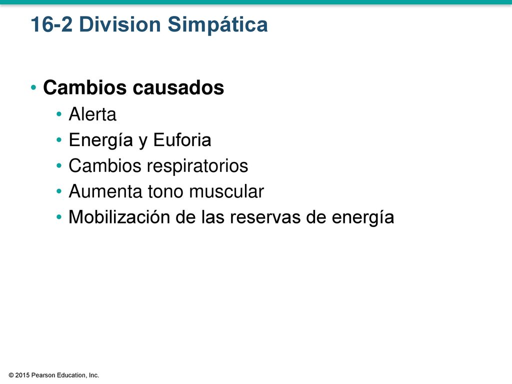 16-2 Division Simpática Cambios causados Alerta Energía y Euforia