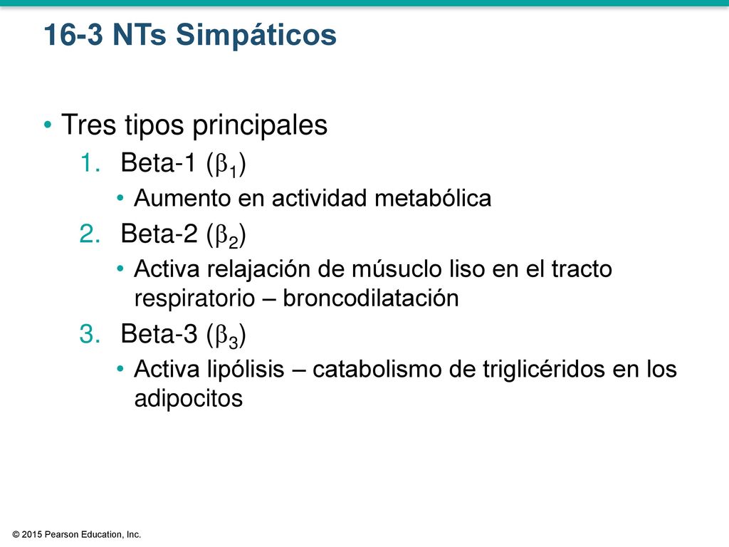 16-3 NTs Simpáticos Tres tipos principales Beta-1 (1) Beta-2 (2)