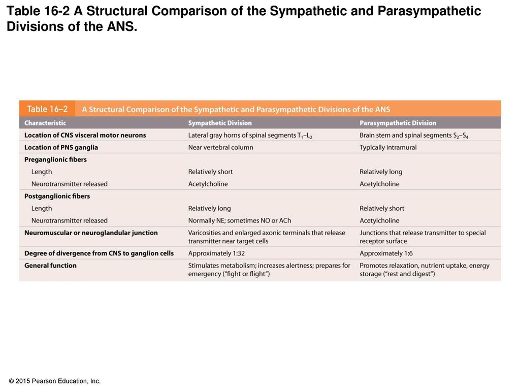 Table 16-2 A Structural Comparison of the Sympathetic and Parasympathetic Divisions of the ANS.