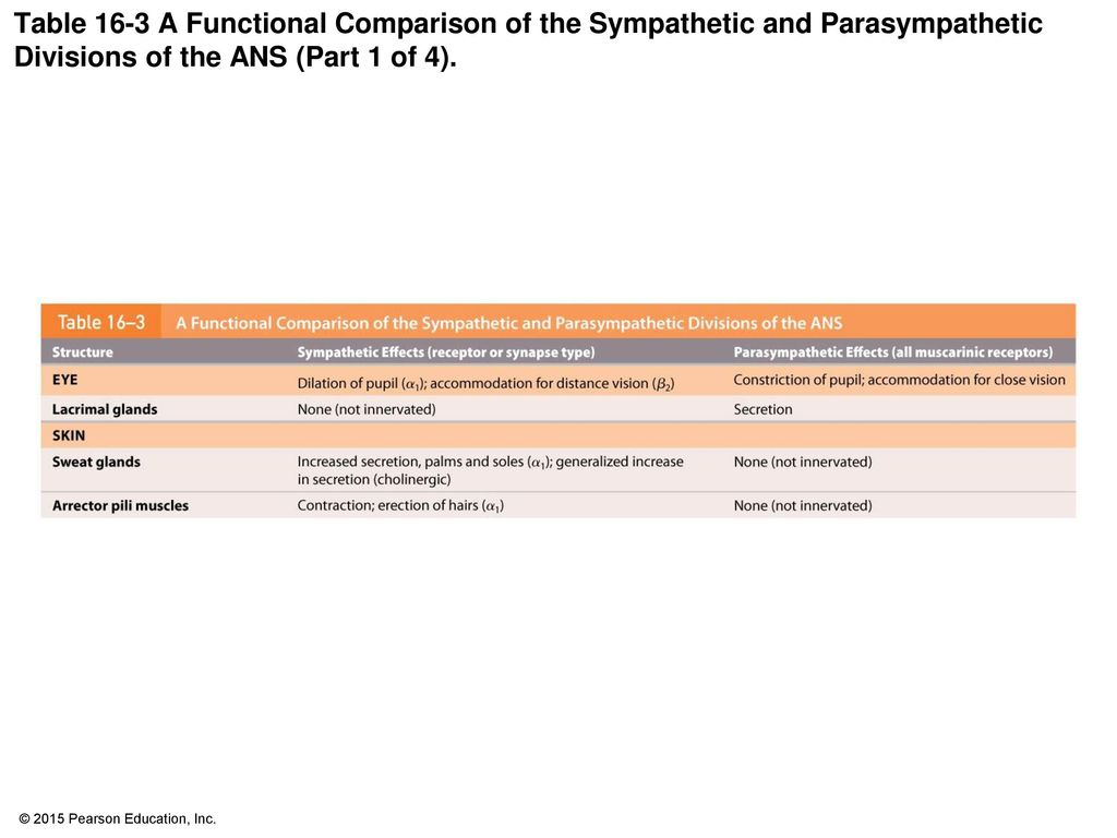 Table 16-3 A Functional Comparison of the Sympathetic and Parasympathetic Divisions of the ANS (Part 1 of 4).