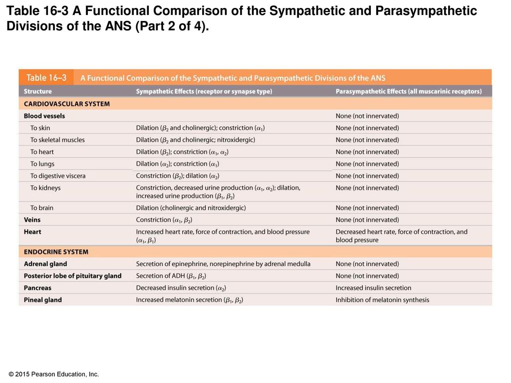 Table 16-3 A Functional Comparison of the Sympathetic and Parasympathetic Divisions of the ANS (Part 2 of 4).