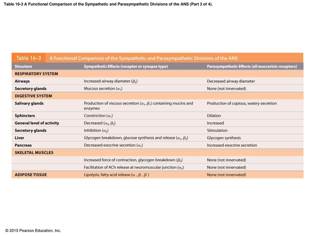 Table 16-3 A Functional Comparison of the Sympathetic and Parasympathetic Divisions of the ANS (Part 3 of 4).