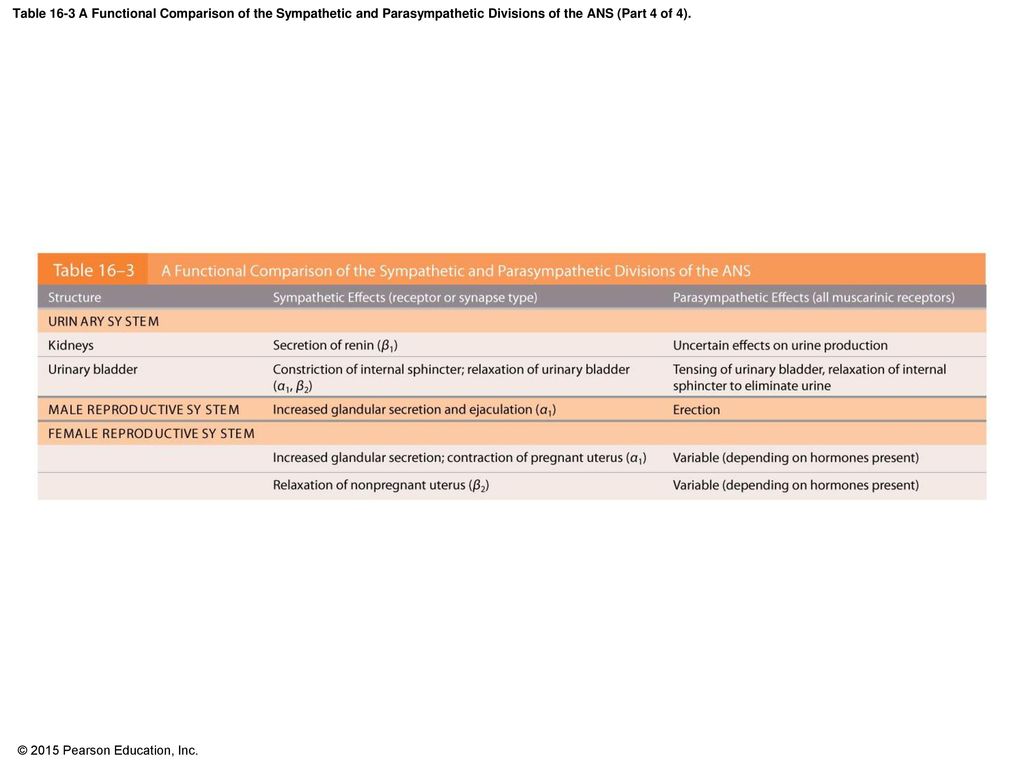 Table 16-3 A Functional Comparison of the Sympathetic and Parasympathetic Divisions of the ANS (Part 4 of 4).