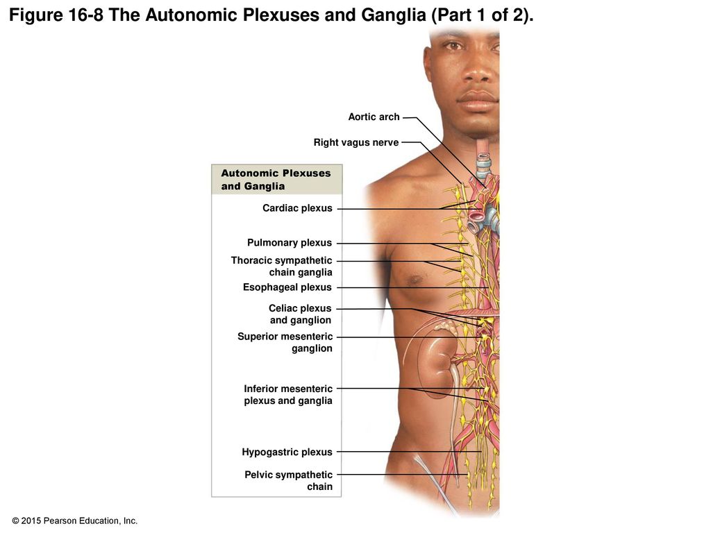 Figure 16-8 The Autonomic Plexuses and Ganglia (Part 1 of 2).