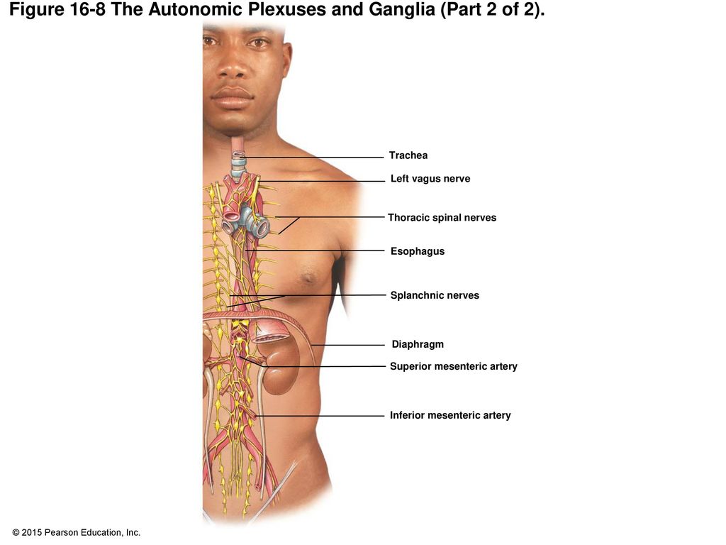 Figure 16-8 The Autonomic Plexuses and Ganglia (Part 2 of 2).