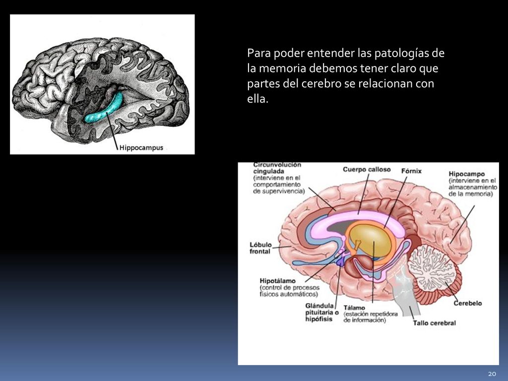 Para poder entender las patologías de la memoria debemos tener claro que partes del cerebro se relacionan con ella.