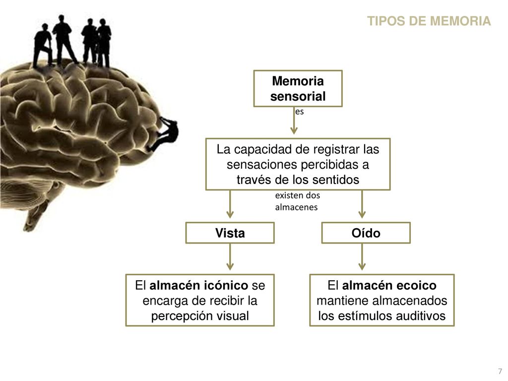 TIPOS DE MEMORIA Memoria sensorial Vista Oído
