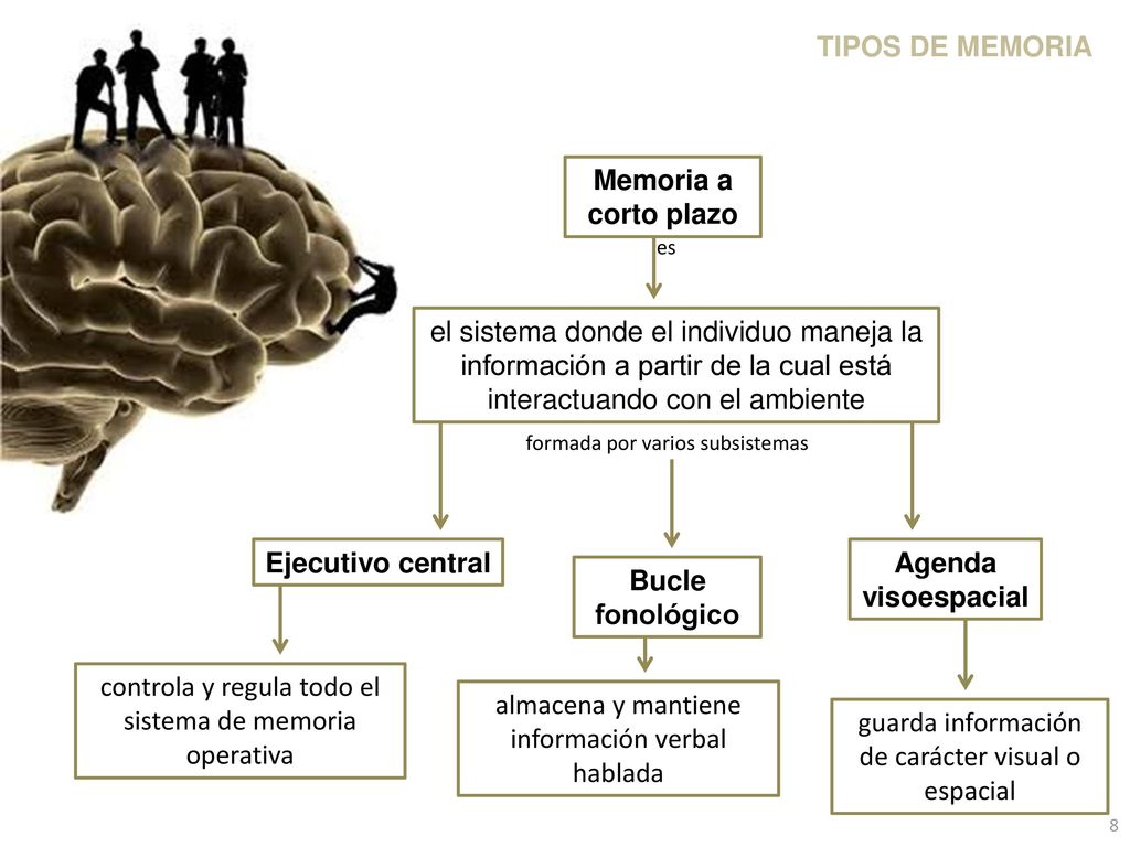 controla y regula todo el sistema de memoria operativa