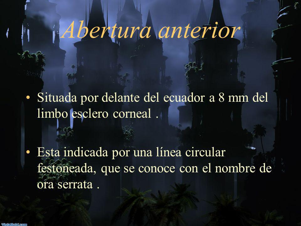 Abertura anterior Situada por delante del ecuador a 8 mm del limbo esclero corneal .
