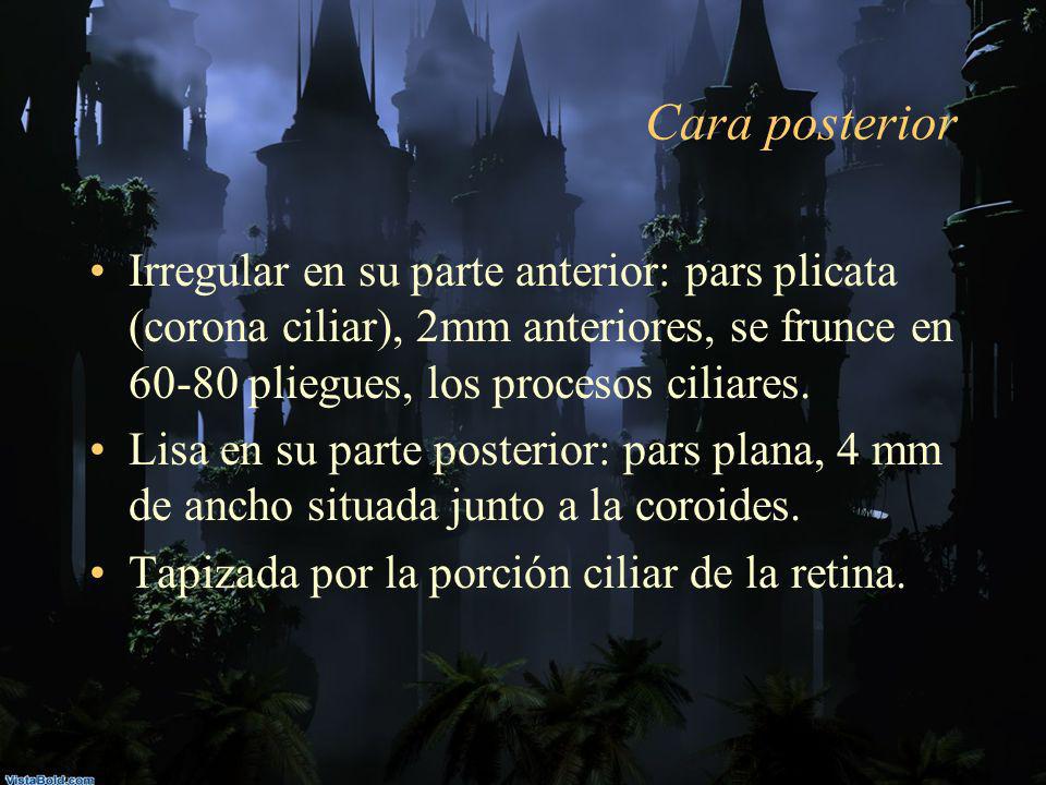 Cara posterior Irregular en su parte anterior: pars plicata (corona ciliar), 2mm anteriores, se frunce en pliegues, los procesos ciliares.
