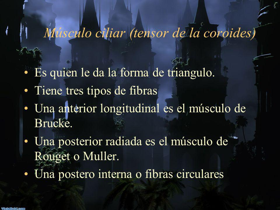 Músculo ciliar (tensor de la coroides)