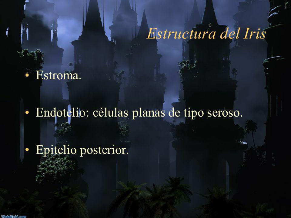 Estructura del Iris Estroma. Endotelio: células planas de tipo seroso.