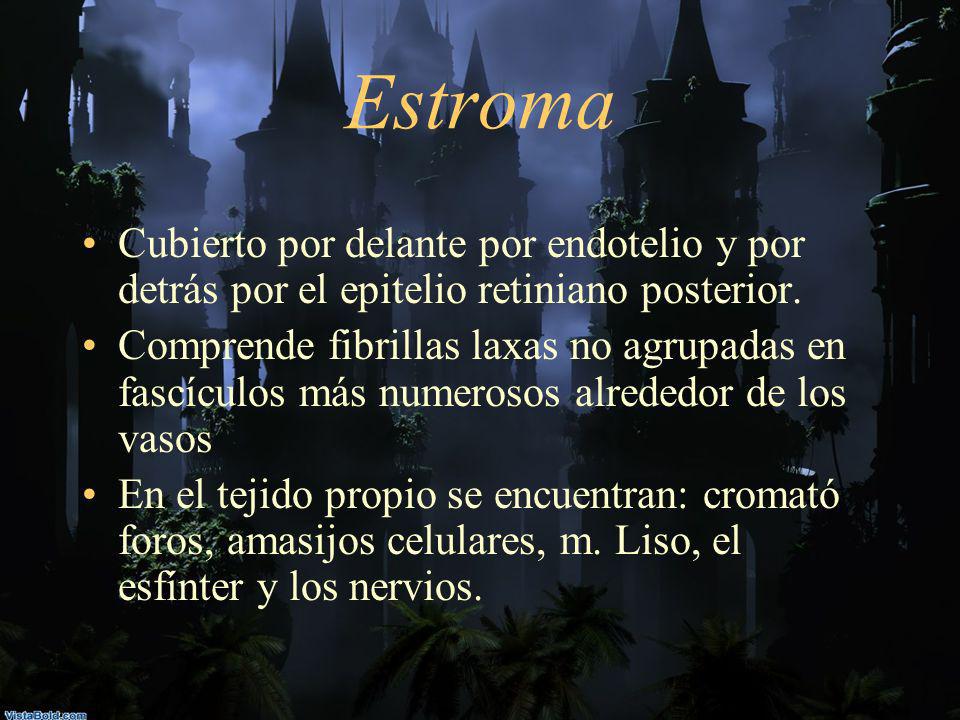 Estroma Cubierto por delante por endotelio y por detrás por el epitelio retiniano posterior.