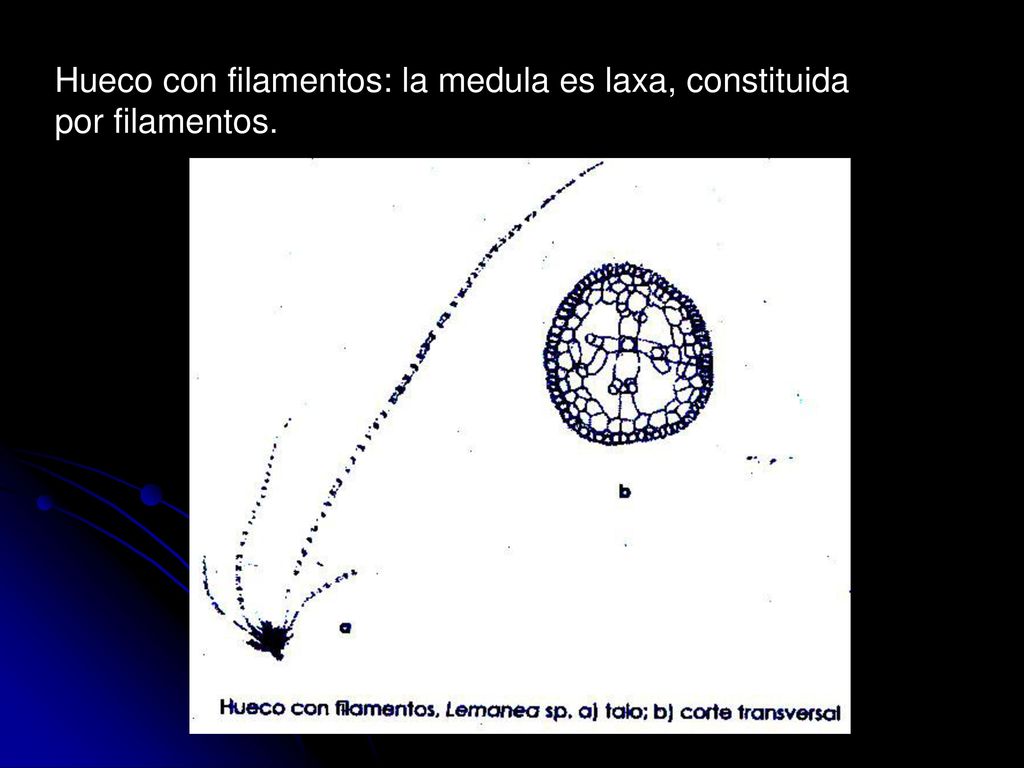 Hueco con filamentos: la medula es laxa, constituida por filamentos.