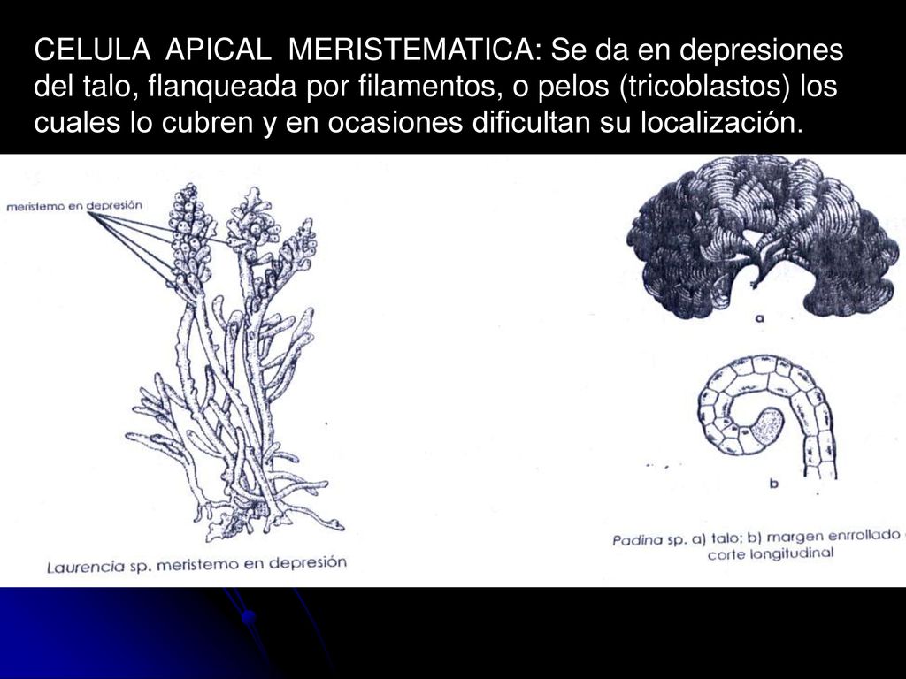 CELULA APICAL MERISTEMATICA: Se da en depresiones del talo, flanqueada por filamentos, o pelos (tricoblastos) los cuales lo cubren y en ocasiones dificultan su localización.