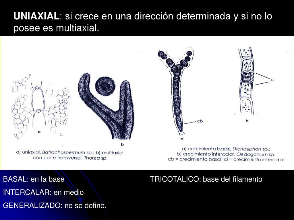 UNIAXIAL: si crece en una dirección determinada y si no lo posee es multiaxial.