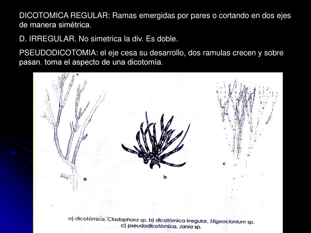 DICOTOMICA REGULAR: Ramas emergidas por pares o cortando en dos ejes de manera simétrica.