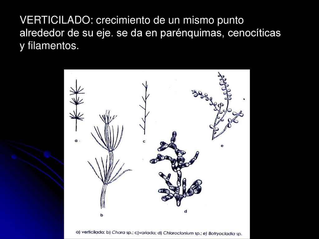 VERTICILADO: crecimiento de un mismo punto alrededor de su eje