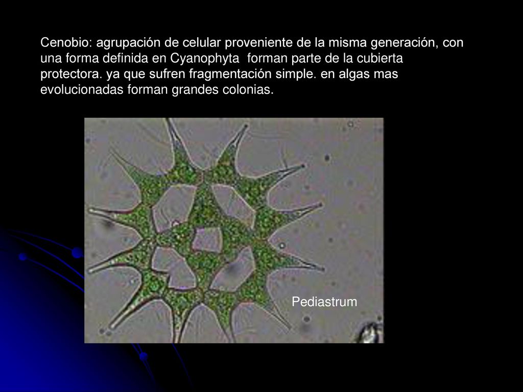 Cenobio: agrupación de celular proveniente de la misma generación, con una forma definida en Cyanophyta forman parte de la cubierta protectora. ya que sufren fragmentación simple. en algas mas evolucionadas forman grandes colonias.