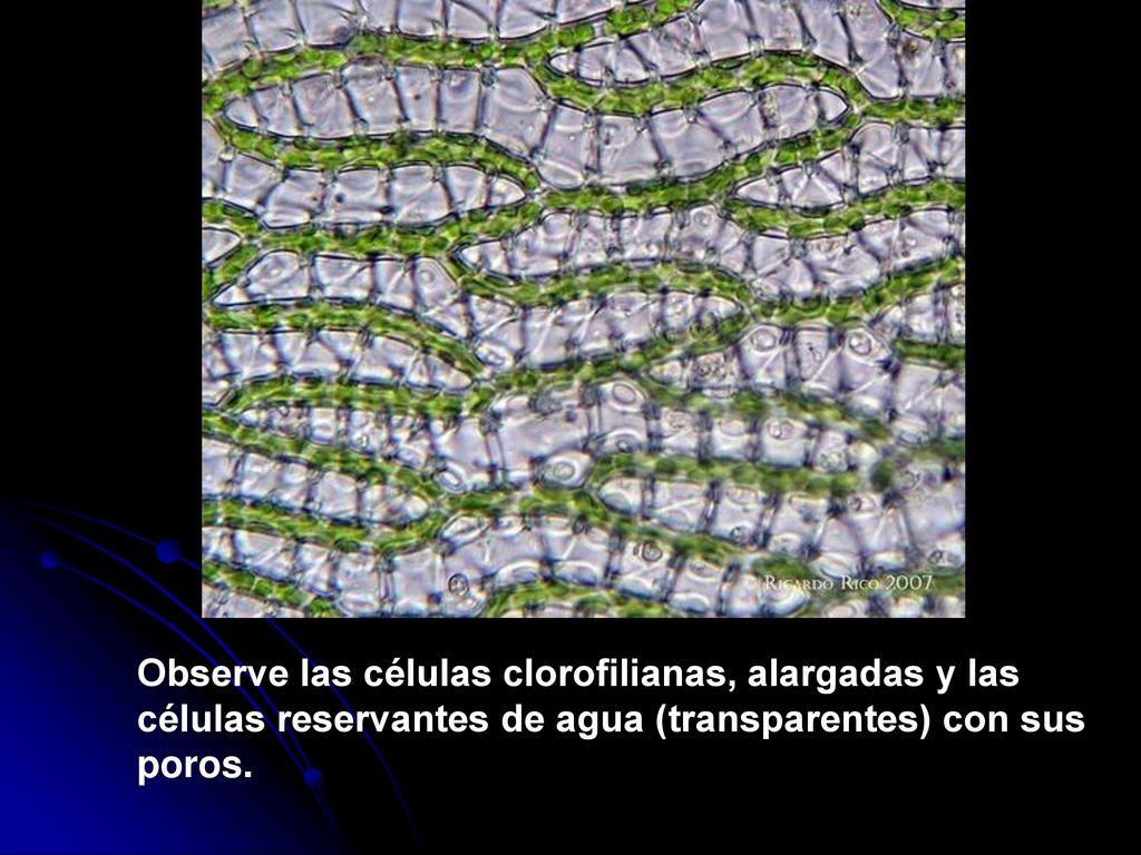 Observe las células clorofilianas, alargadas y las células reservantes de agua (transparentes) con sus poros.