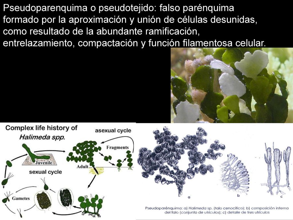 Pseudoparenquima o pseudotejido: falso parénquima formado por la aproximación y unión de células desunidas, como resultado de la abundante ramificación, entrelazamiento, compactación y función filamentosa celular.