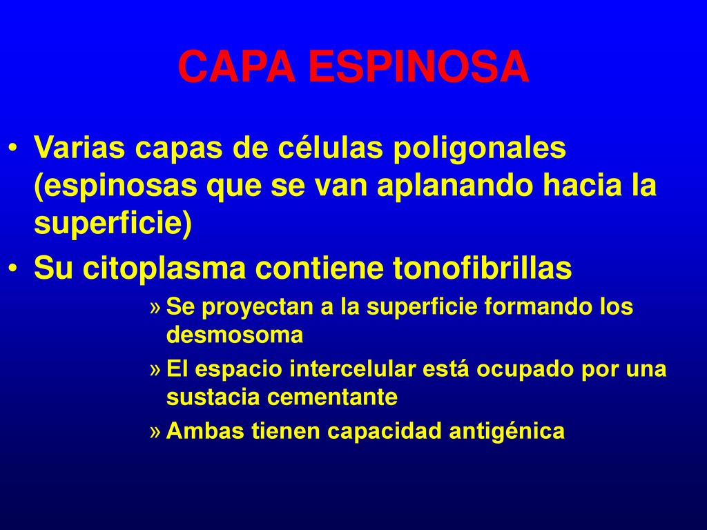 CAPA ESPINOSA Varias capas de células poligonales (espinosas que se van aplanando hacia la superficie)
