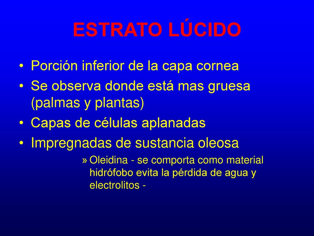 ESTRATO LÚCIDO Porción inferior de la capa cornea