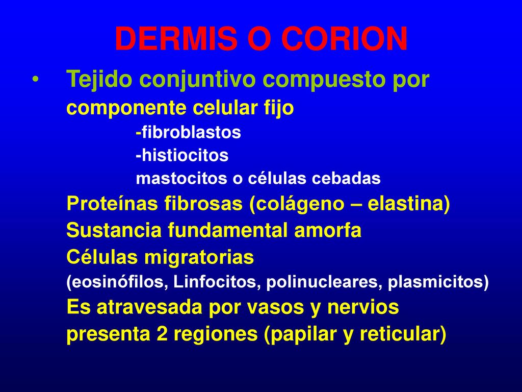 DERMIS O CORION Tejido conjuntivo compuesto por