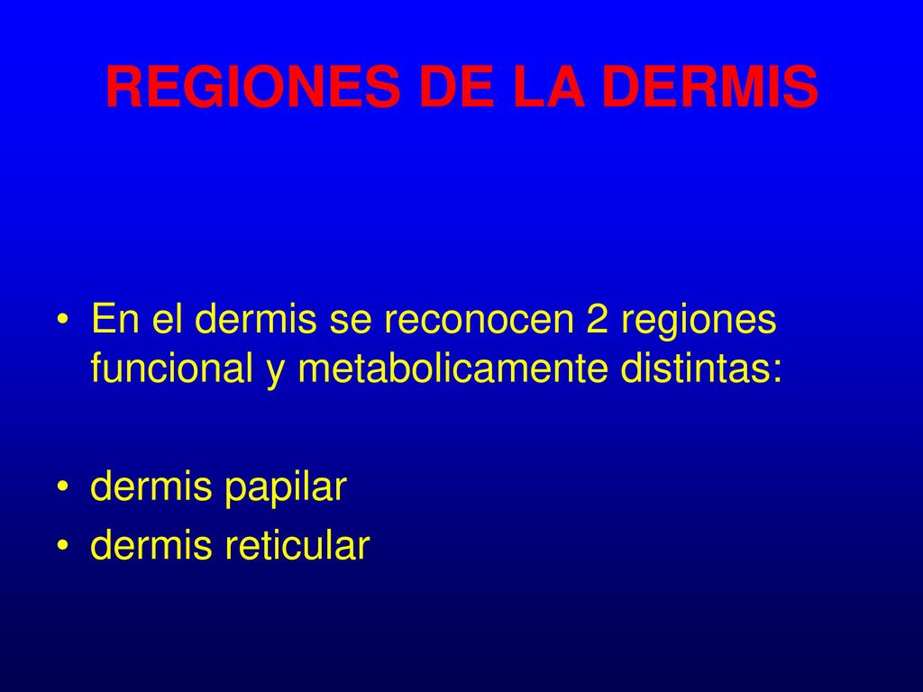 REGIONES DE LA DERMIS En el dermis se reconocen 2 regiones funcional y metabolicamente distintas: dermis papilar.