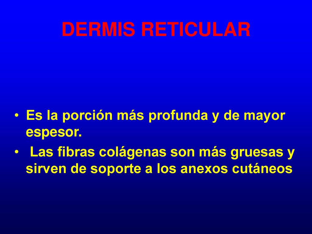 DERMIS RETICULAR Es la porción más profunda y de mayor espesor.
