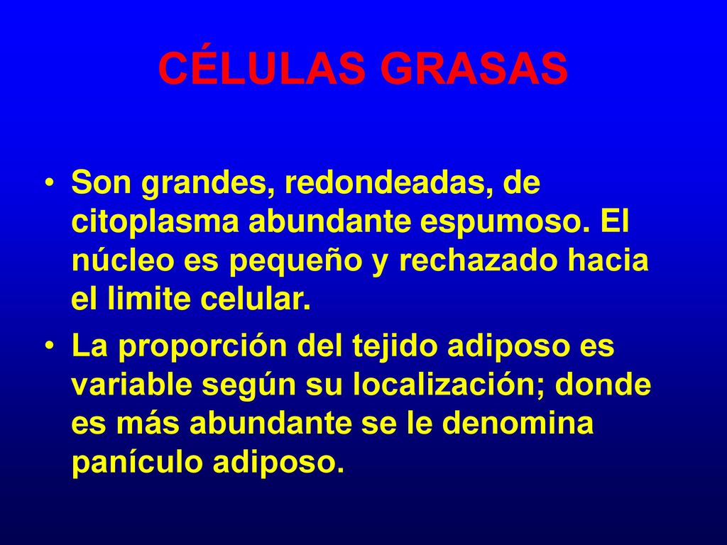 CÉLULAS GRASAS Son grandes, redondeadas, de citoplasma abundante espumoso. El núcleo es pequeño y rechazado hacia el limite celular.