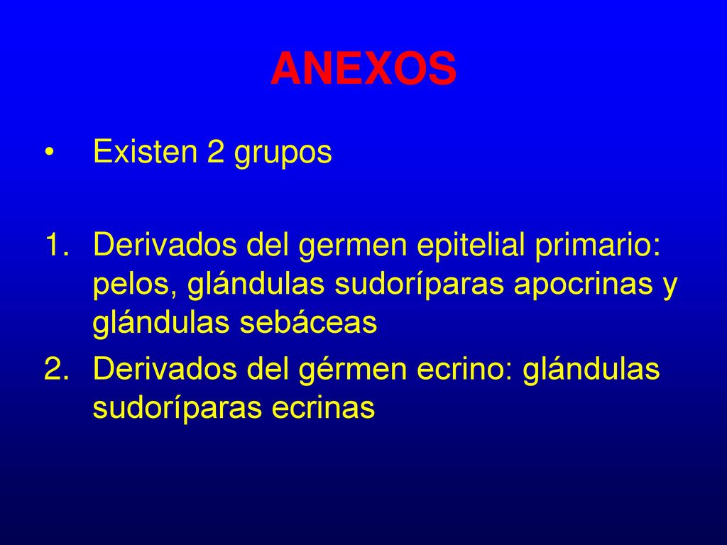 ANEXOS Existen 2 grupos. Derivados del germen epitelial primario: pelos, glándulas sudoríparas apocrinas y glándulas sebáceas.