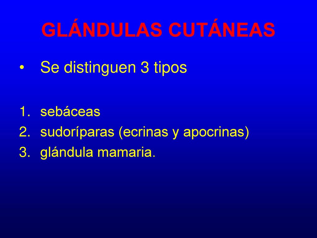 GLÁNDULAS CUTÁNEAS Se distinguen 3 tipos sebáceas