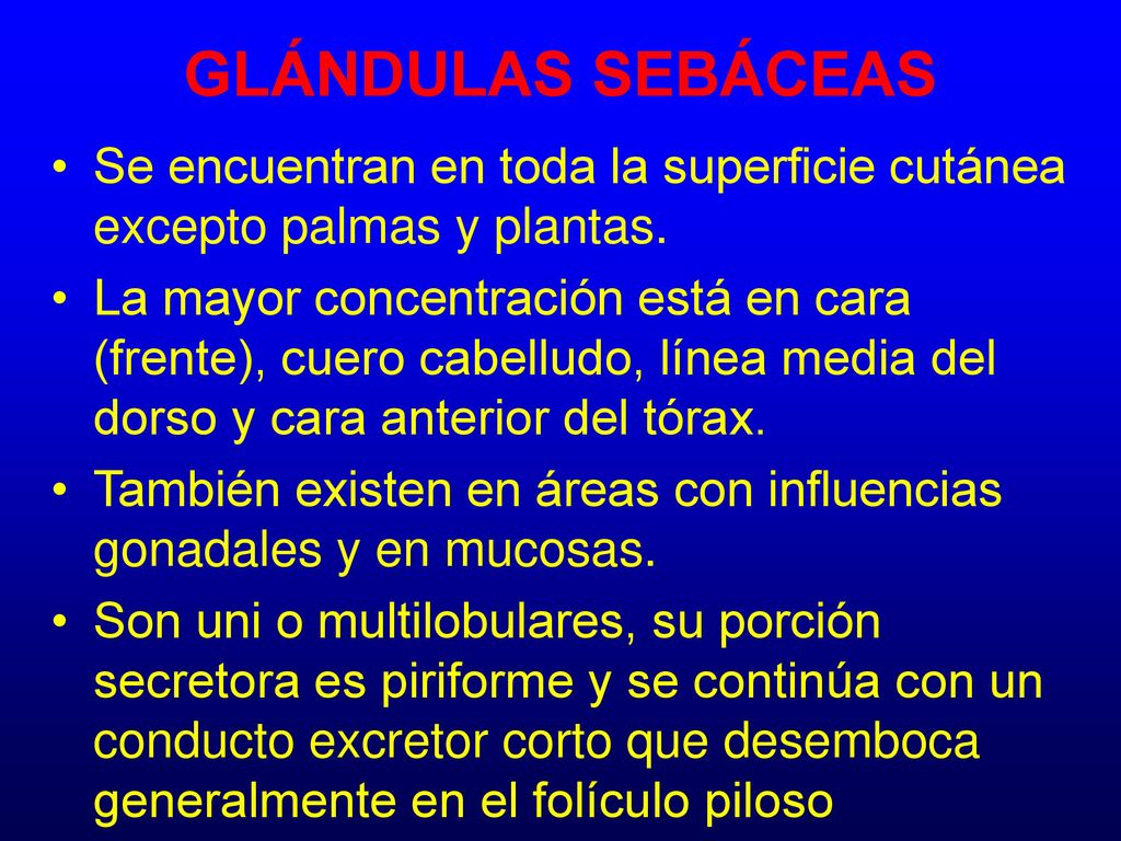 GLÁNDULAS SEBÁCEAS Se encuentran en toda la superficie cutánea excepto palmas y plantas.