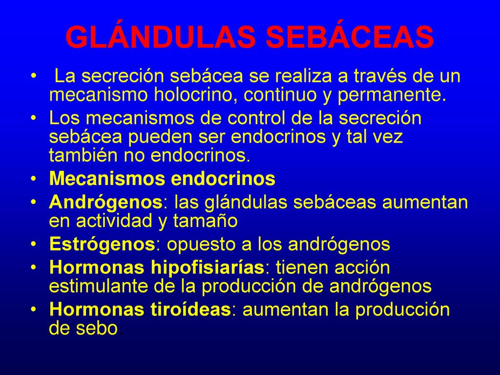 GLÁNDULAS SEBÁCEAS La secreción sebácea se realiza a través de un mecanismo holocrino, continuo y permanente.