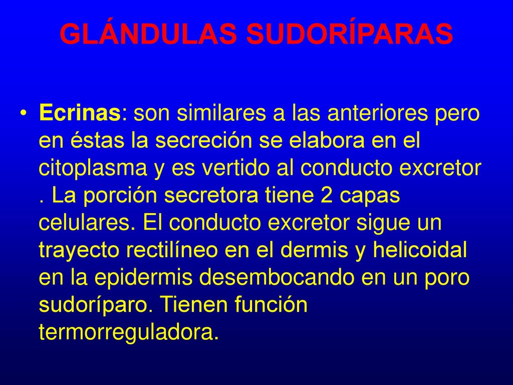 GLÁNDULAS SUDORÍPARAS