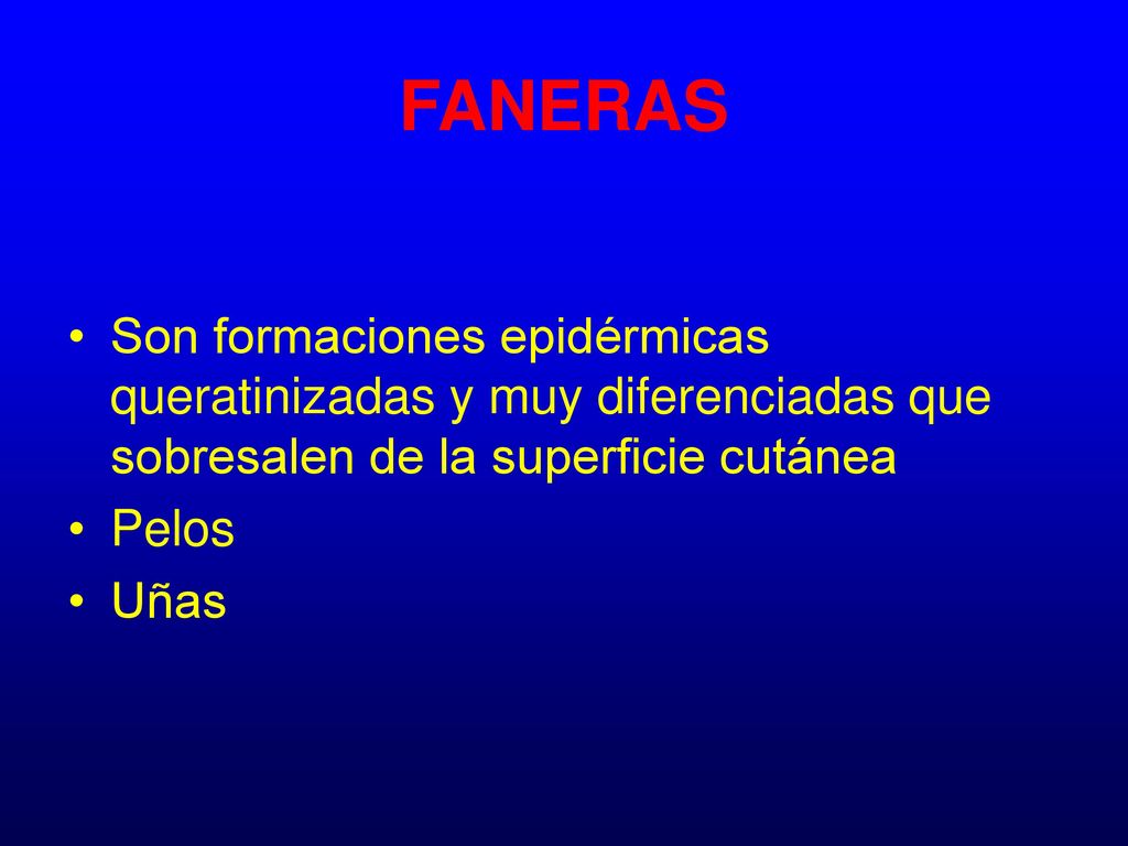 FANERAS Son formaciones epidérmicas queratinizadas y muy diferenciadas que sobresalen de la superficie cutánea.