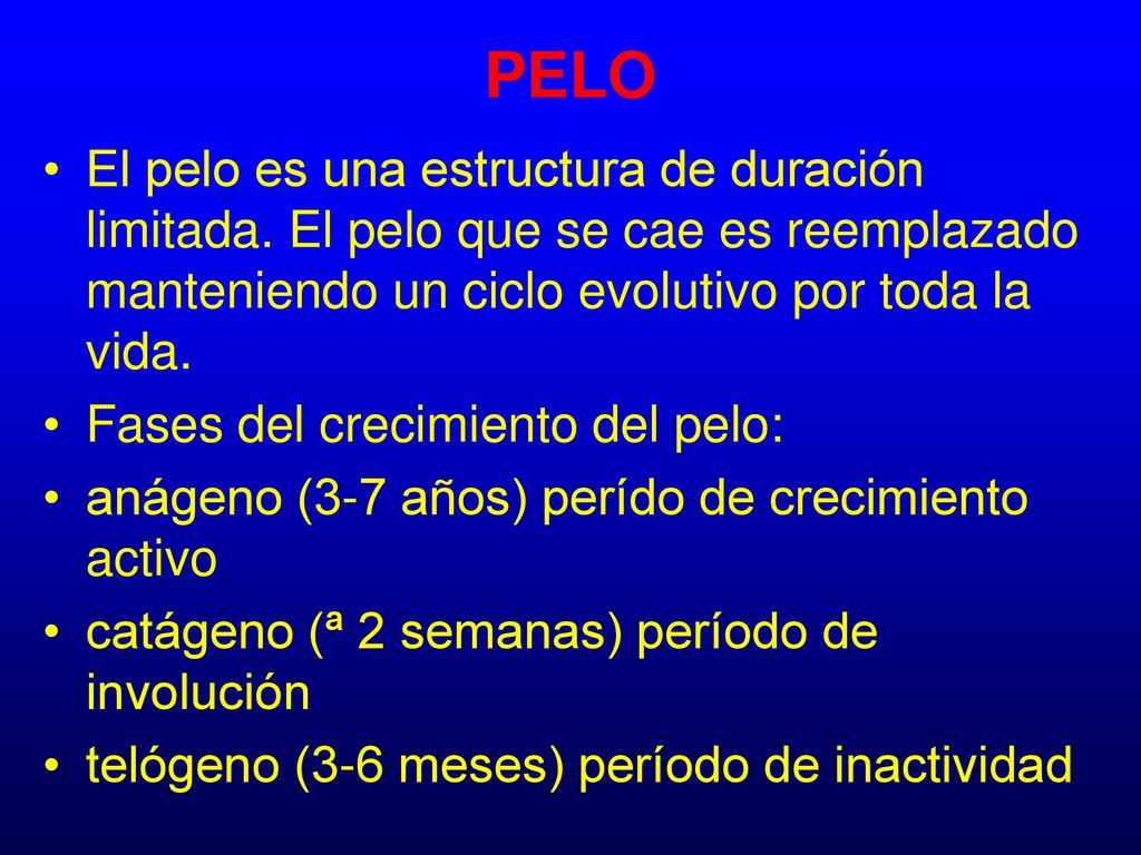 PELO El pelo es una estructura de duración limitada. El pelo que se cae es reemplazado manteniendo un ciclo evolutivo por toda la vida.