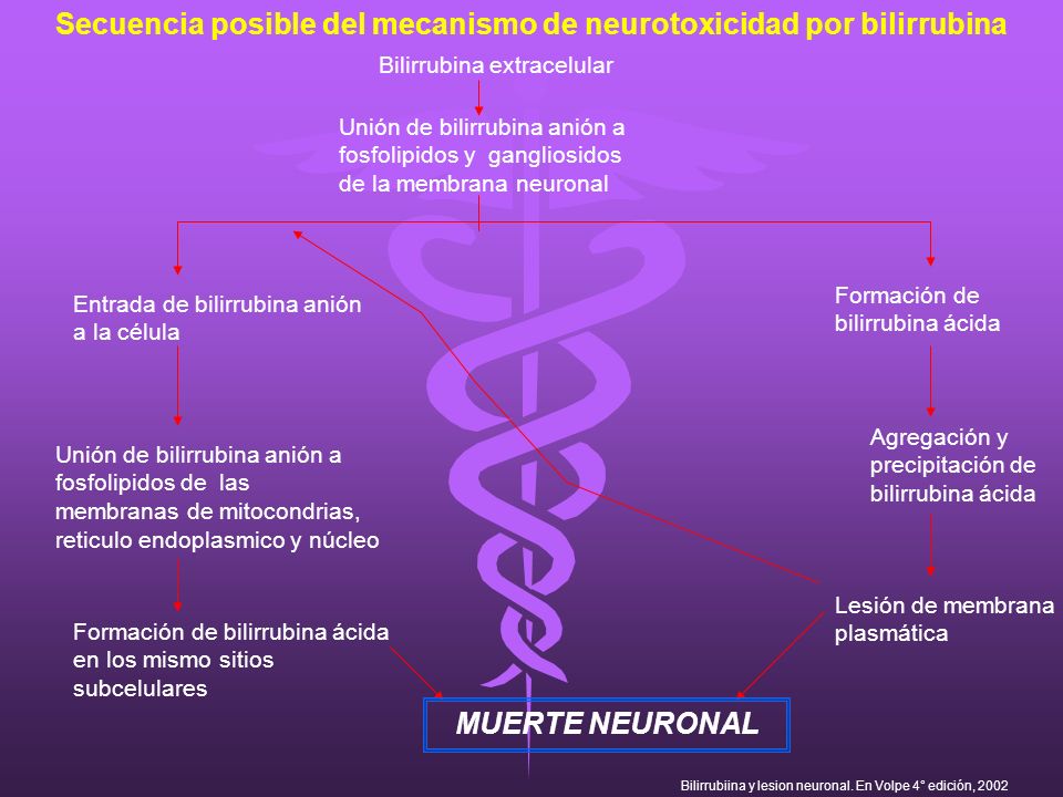 Secuencia posible del mecanismo de neurotoxicidad por bilirrubina